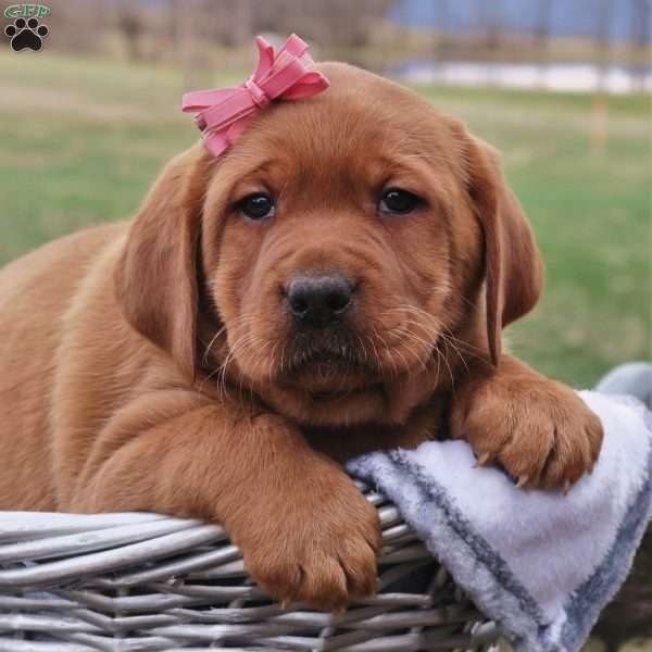 Ginger Belle, Fox Red Labrador Retriever Puppy